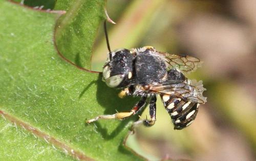 Réf. 270 659 : Anthidium punctatum
